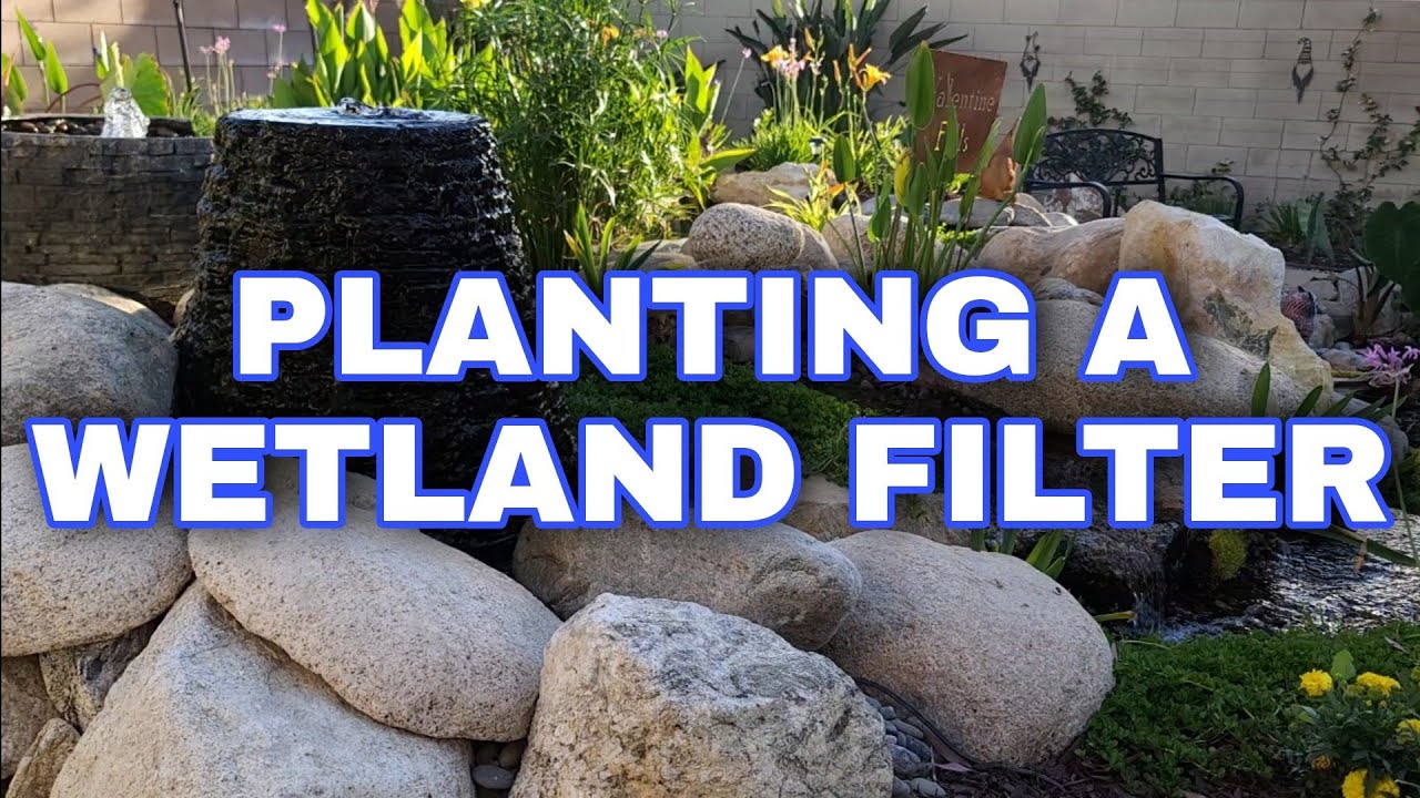 WETLAND FILTER Pond Plants - What to plant, how to trim