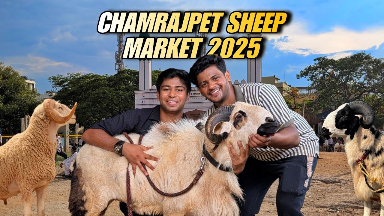 Bangalore Chamrajpet Sheep Market 2025 ❤️ | Bakrid Special