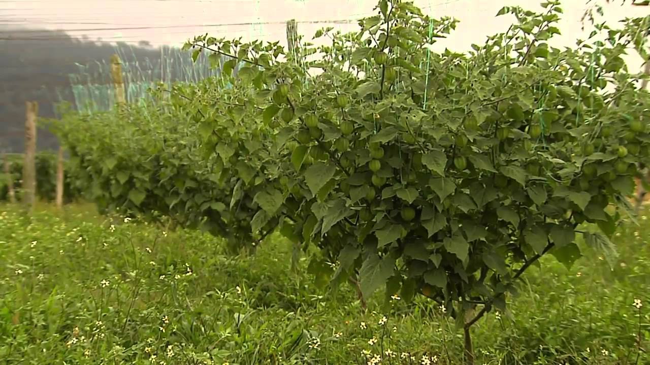 Territorio verde: Urrao - 22 de julio