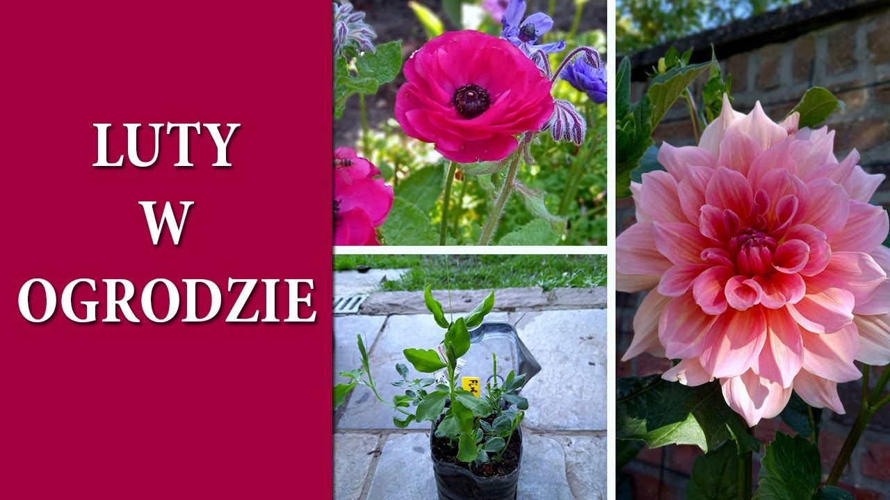 Jak uratować wysuszone DALIE / Jak pędzić jaskry od A do Z / Wysiew groszków pachnących / MrsGarden