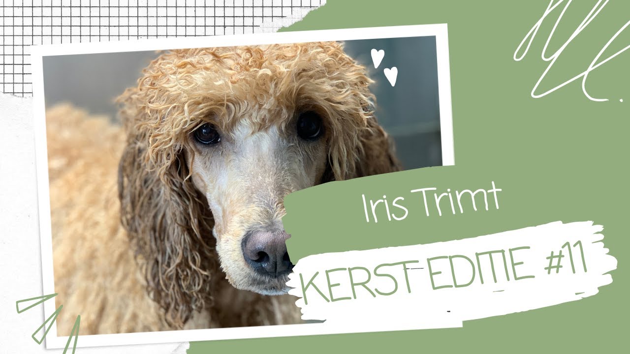 Van LABRADOODLE naar POEDEL! || #vlog11