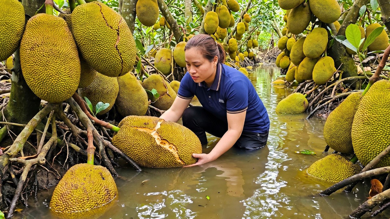 Harvesting 1,000+ Giant Jackfruits &ndash; Bringing A Bumper Harvest Season To The Village Market