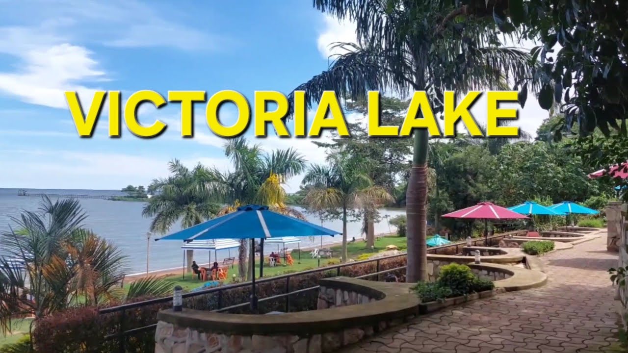 Ogromne ptaki nad Jeziorem Wiktorii/ Victoria Lake Uganda Africa #uganda#africa #lake #podr&oacute;że