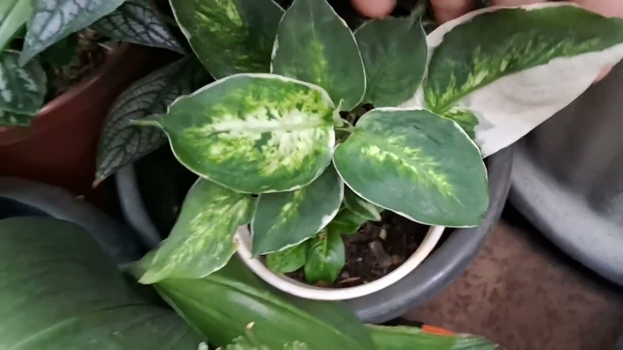 Aos poucos tá tomando forma