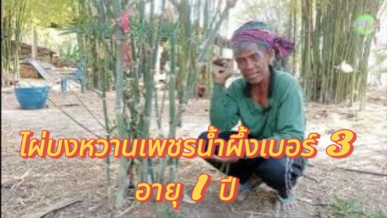 ไผ่บงหวานเพชรน้ำผึ้งอายุ 1 ปี