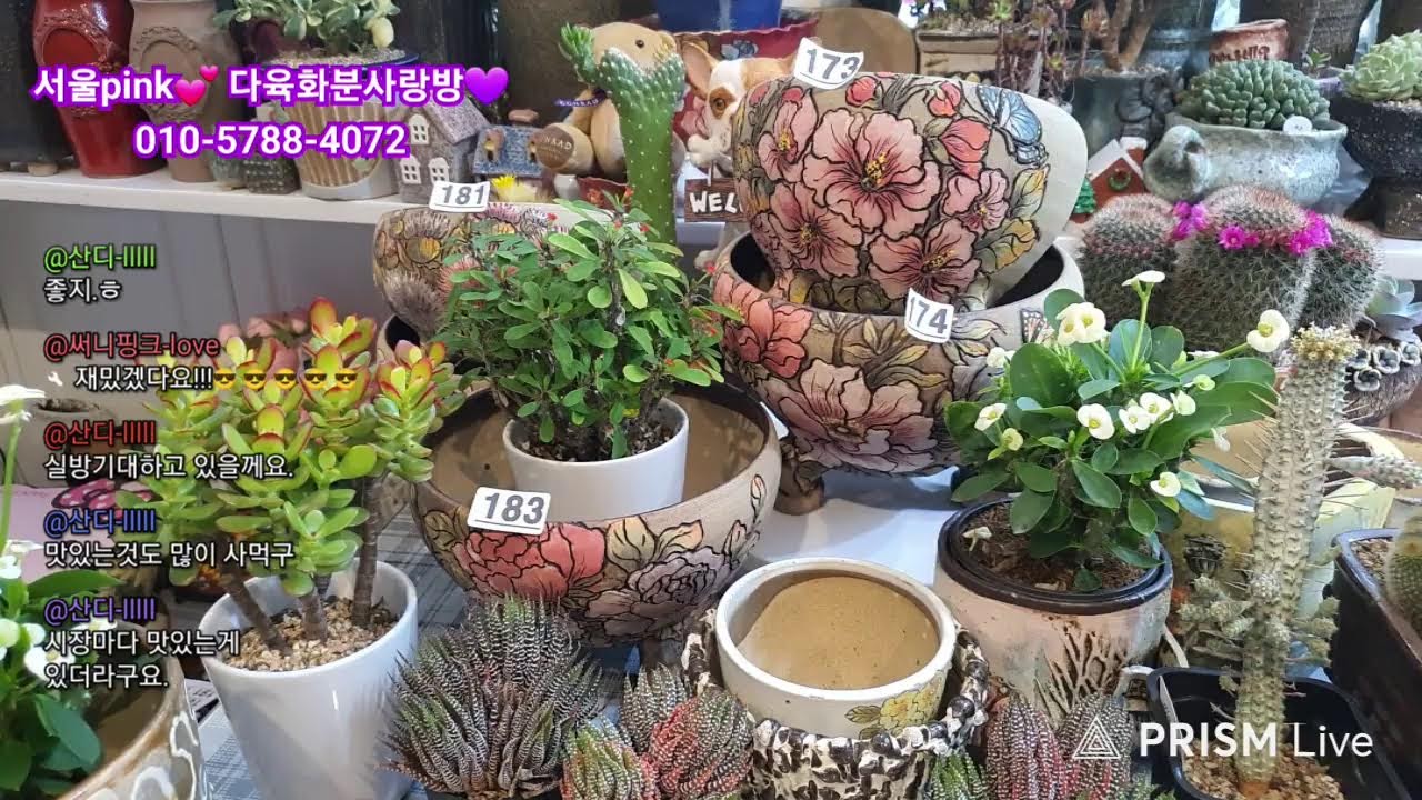 서울pink💕 다육화분 사랑이야기💕