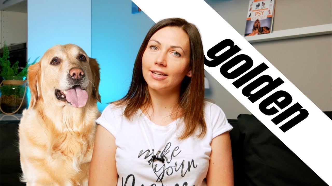 Golden Retriever - idealny pies rodzinny? | Rasy Ps&oacute;w odc.6