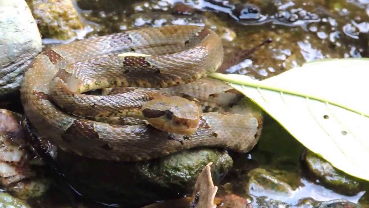 Reptiles de Venezuela -  Serpiente de Barinas - Mapanare - Bothrops venezuelensis