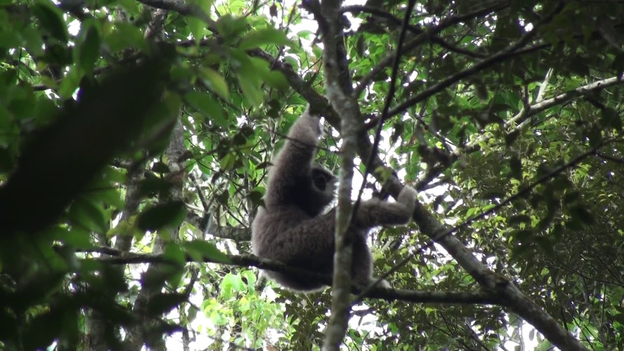 Female Javan gibbon calling