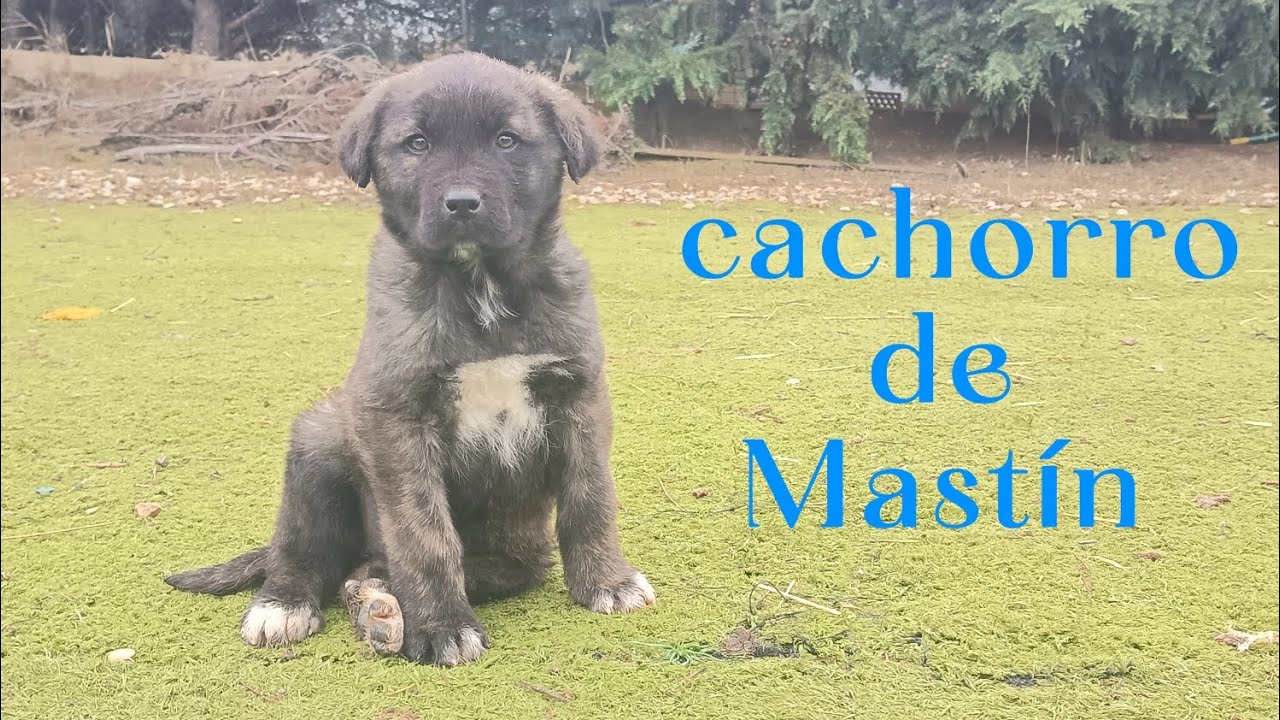 Cachorro de Mastin 🐶💥 #cachorro #mastin