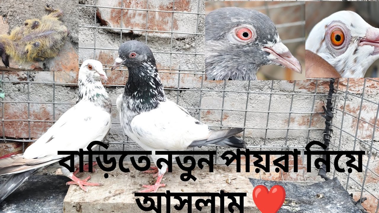 সবুজ ঝামড় এর একটা বাচ্চা মারা গেছে 😥 5/1/2026॥