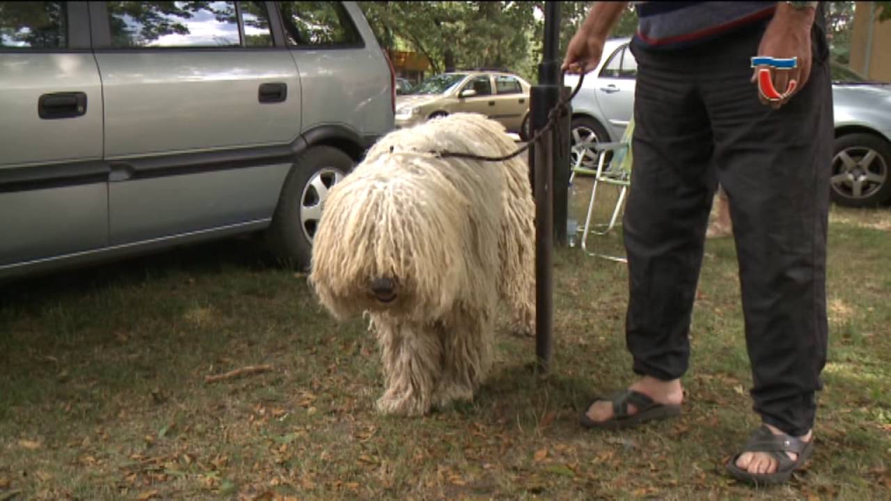 160713 Híradó 01 Tatán találkoztak a népszerű magyar kutyafajta, vagyis a komondor tulajdonosok