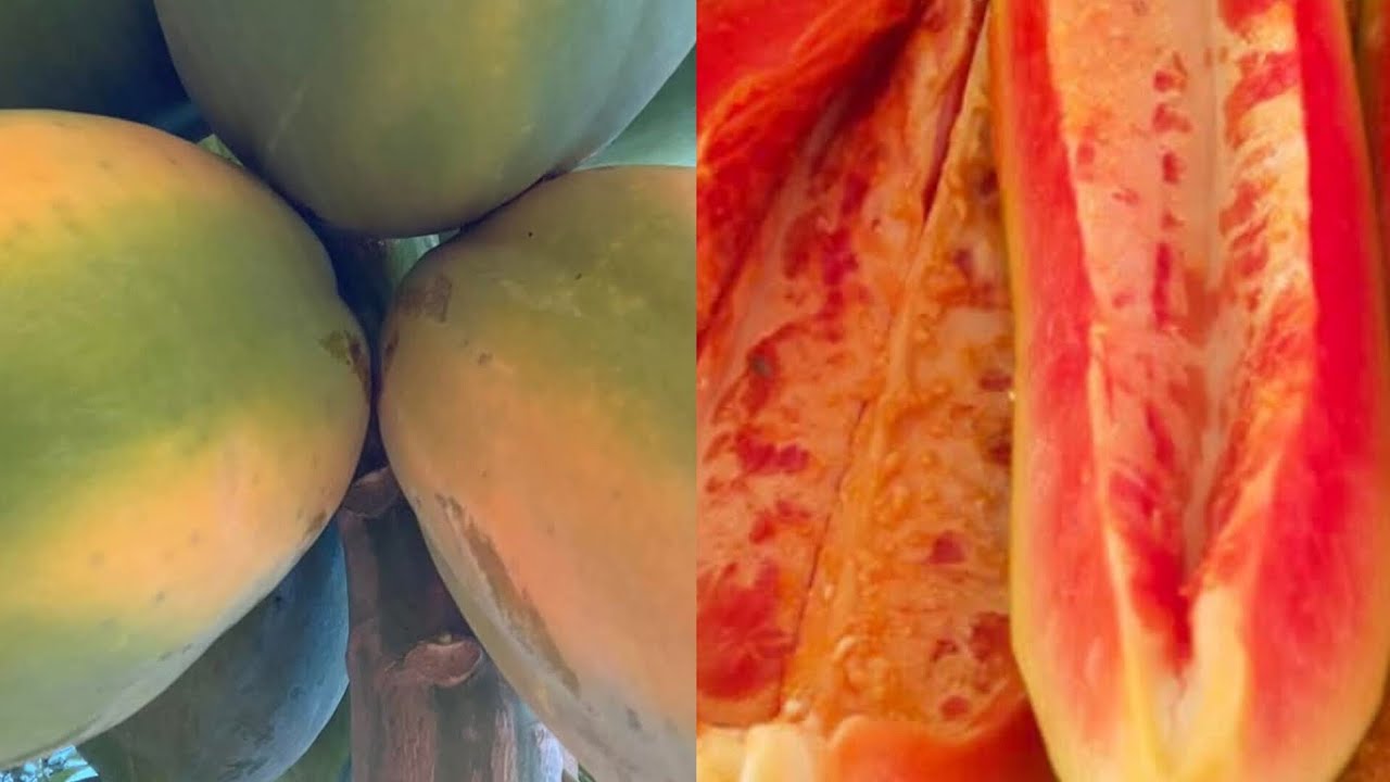 Reasons as to why you should eat papaya in the mornings #papayabenefits #yutubeshorts  #shortvideo