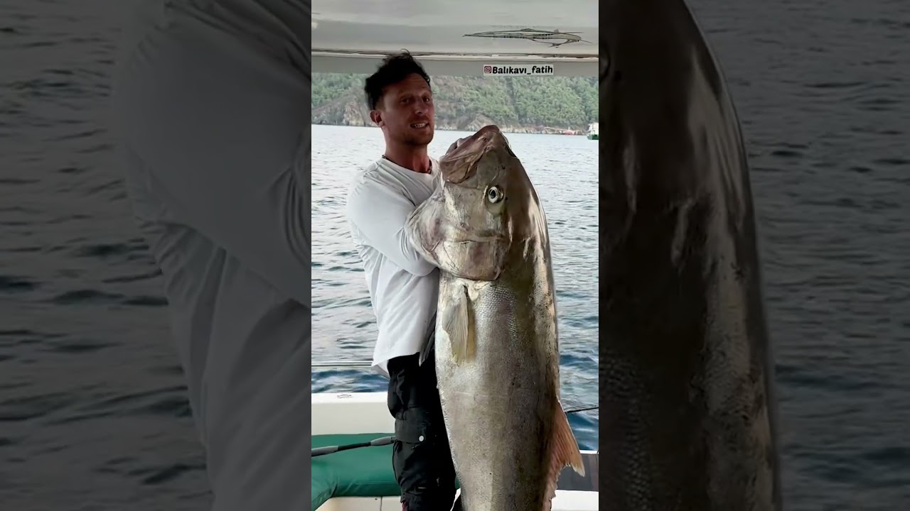 Adrasan&rsquo;da 60 KG Kuzu Balığı! H&ouml;wk Kamış ile Rekor M&uuml;cadele 🐟🔥