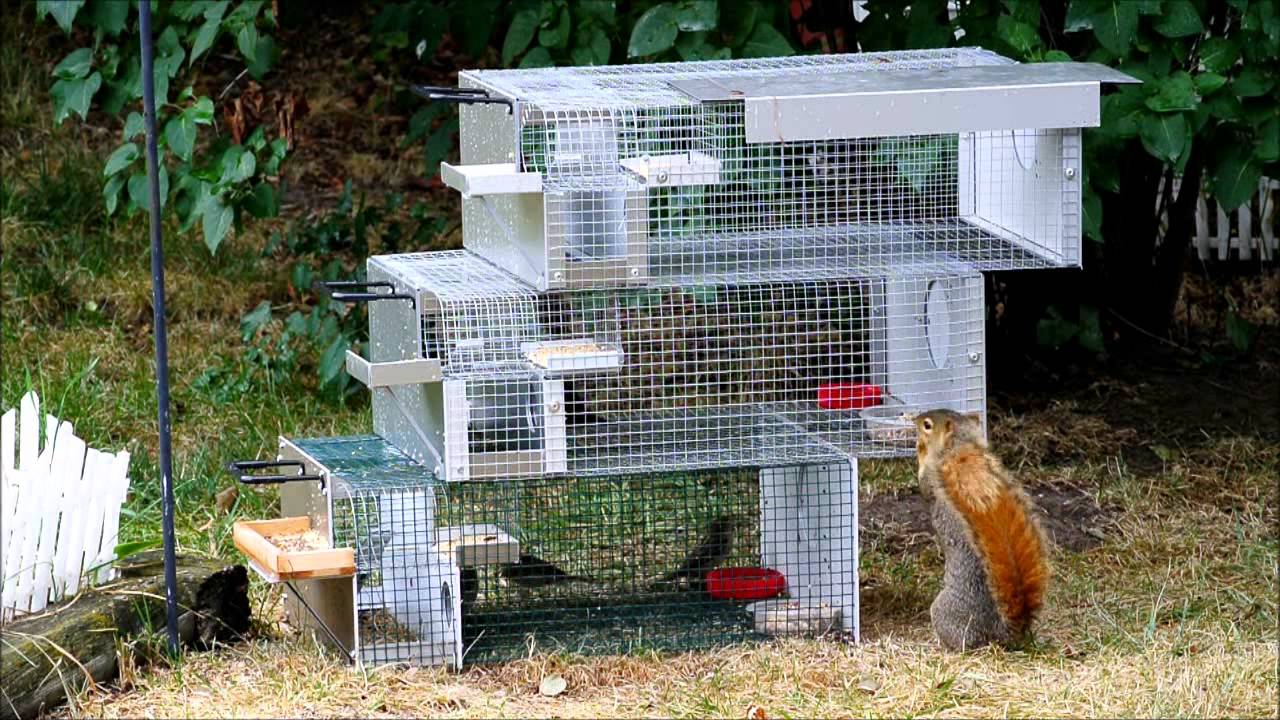 HSR Trap Demo