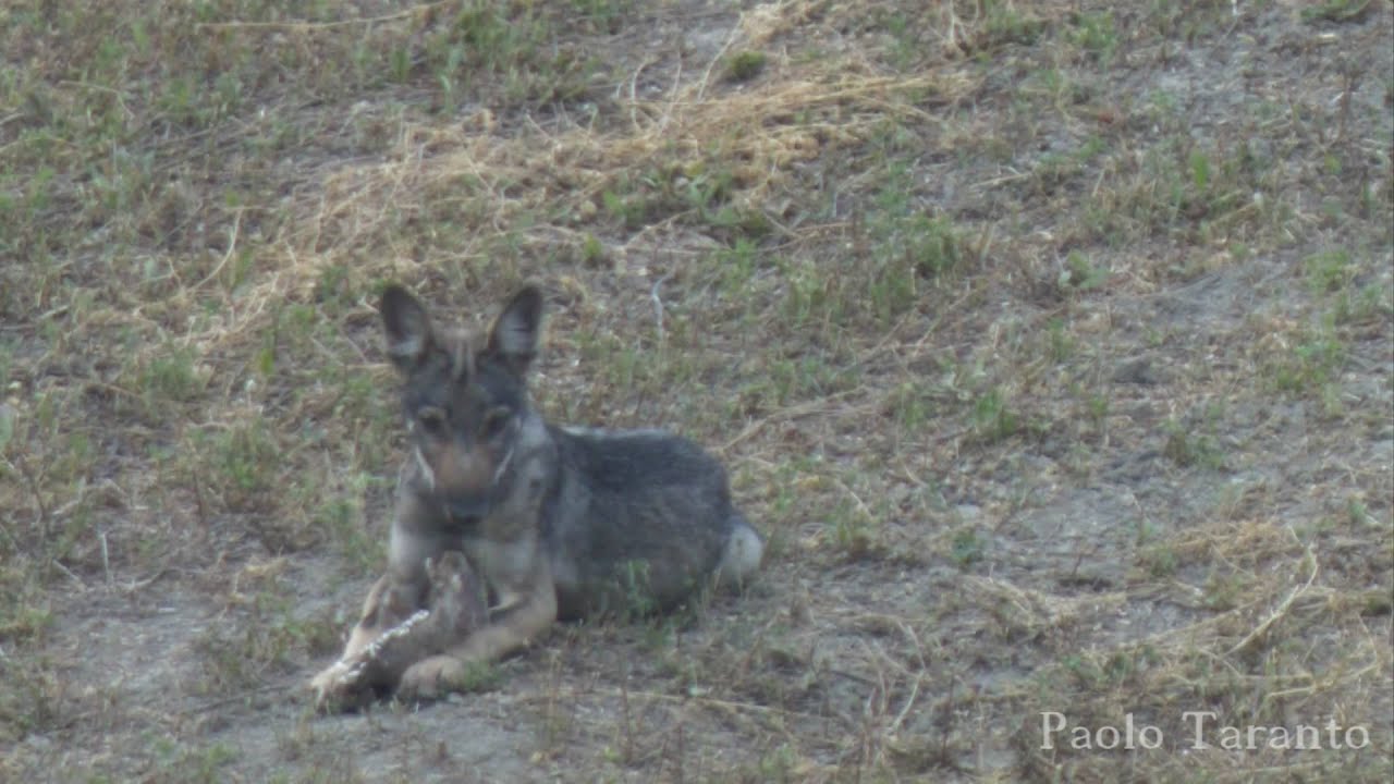 Lupi (Canis lupus) giocano con mascella inferiore di Cinghiale (Sus scrofa)