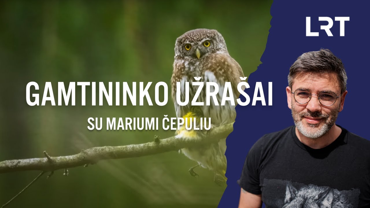 Gamtininko užra&scaron;ai. Mažųjų pelėdikių dairęsis Čepulis: dėl jų visos pelėdos tapo protingomis