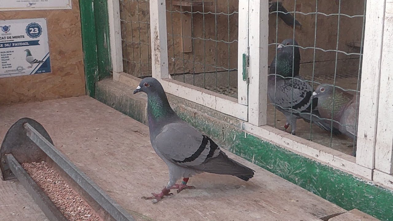 سباق أݣلو 470 كلم🕊️🕊️🕊️سباق جميل وناجح 100٪💚دخول ممتاز للحمام ودائما مع الأوائل في الجمعية👌👌👌