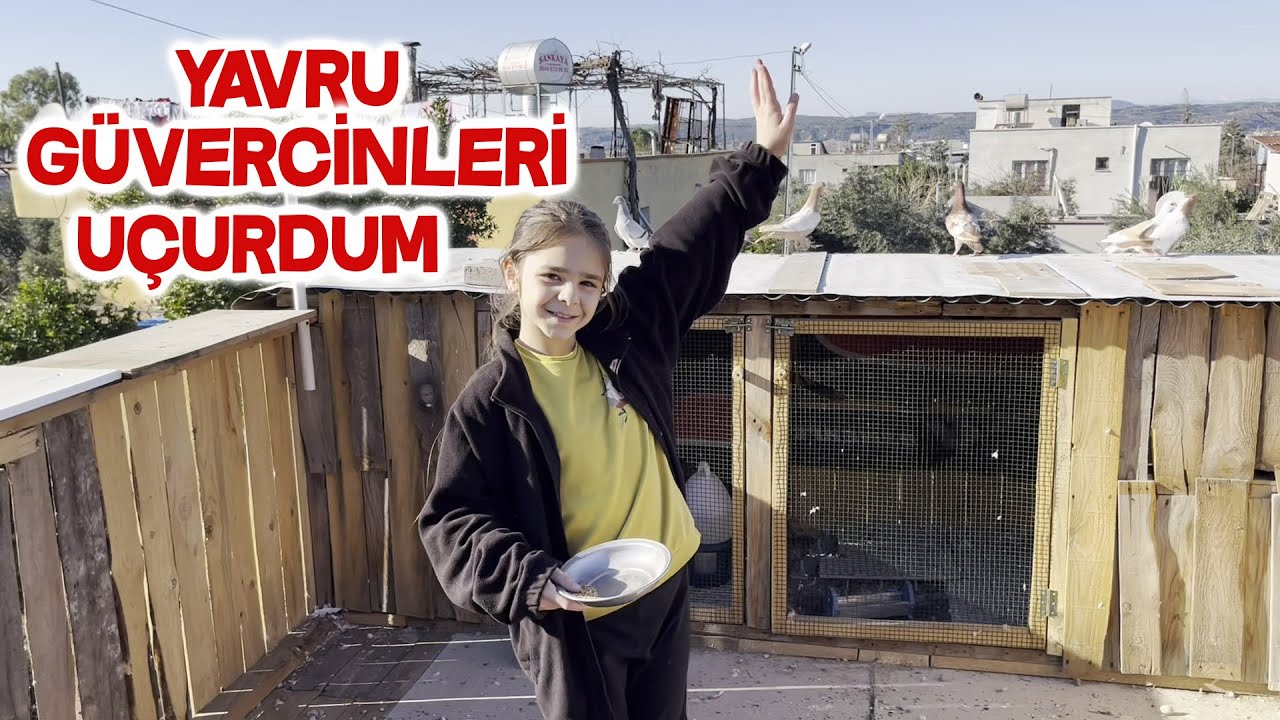 Yavru Güvercinlerime Uçma Eğitimi Veriyorum