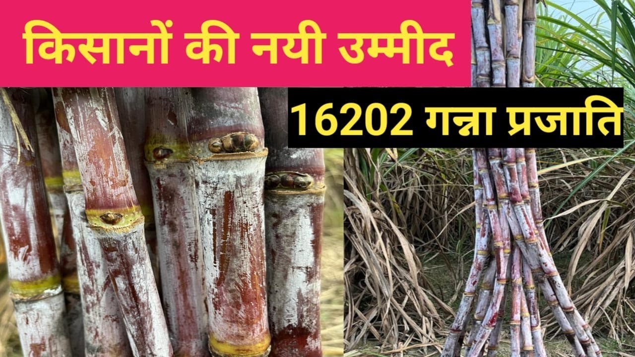 Colk 16202 Sugarcane Variety | Top Variety Of Sugarcane | CoS 18231 Sugarcane Variety | 16202 Ganna