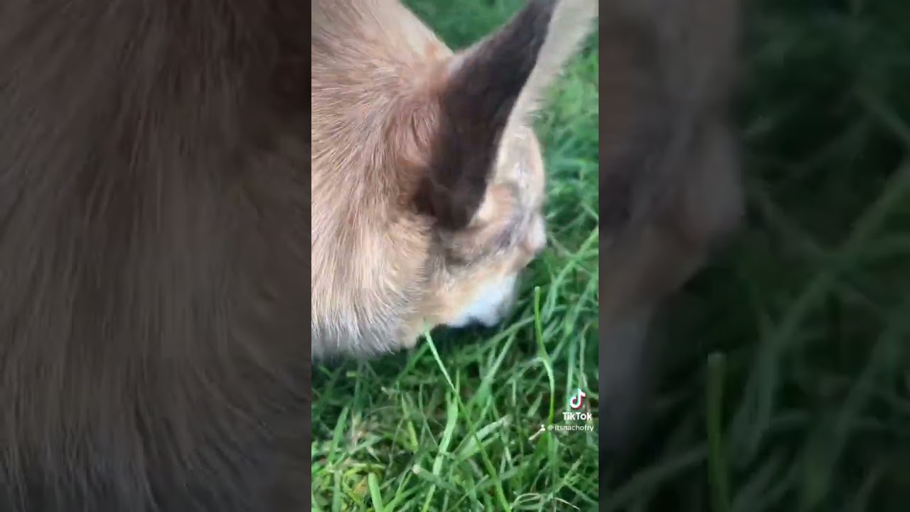 Nacho featured on Nat Geo #pomchi #chihuahua #natgeo #huntingdogs #wildlife #funnydogvideos #nacho