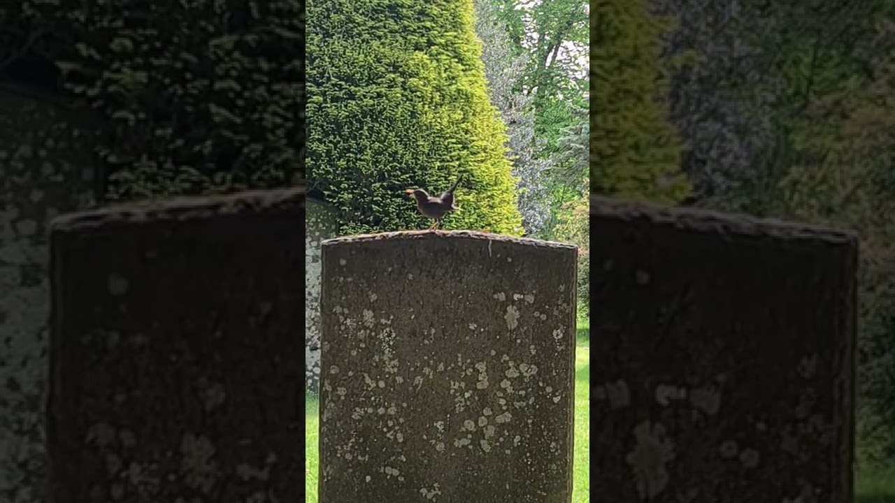 Male Blackbird Singing Song at Holy Trinity Church Cemetery Shakespeare Stratford upon Avon
