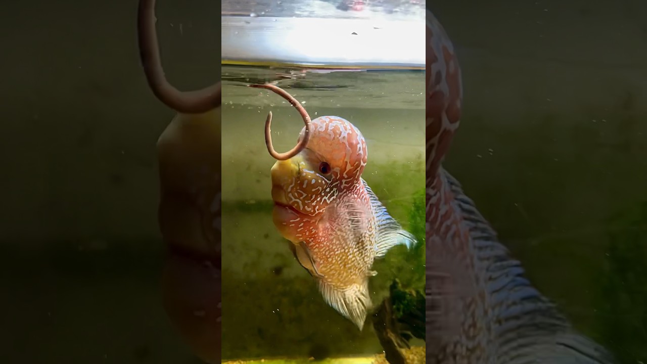FLOWERHORN FISH vs GIANT WORM!!