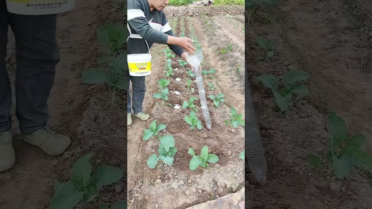 Modern Corn Fertilizer Applicator Machine for Efficient Maize Farming