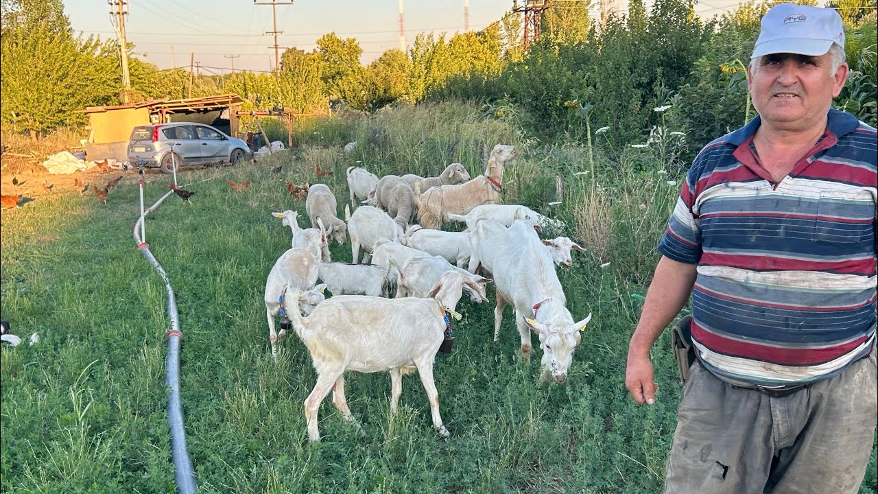 6 KEÇİDEN 16 OĞLAK ALIYOR.