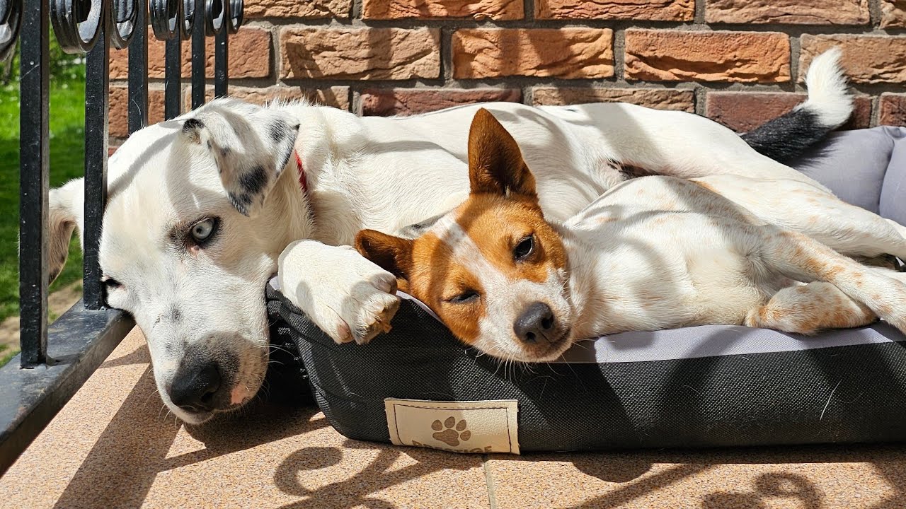 Rozlúčka s Gustom, ktorý sa adoptoval.
