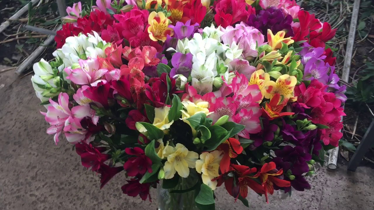 Supreme Selections grower visit - H.M. Tesselaar Alstroemeria