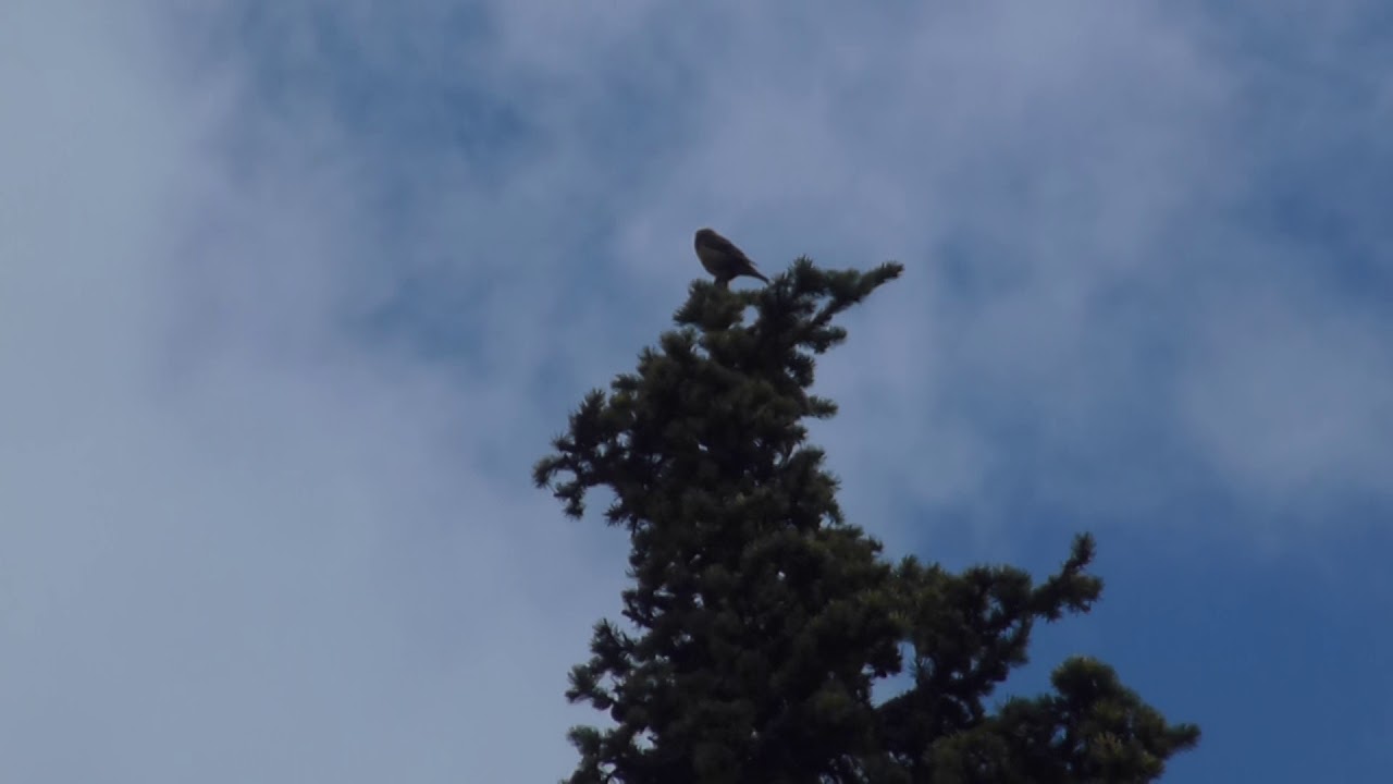 Rax Vogel ruf 25 07 18