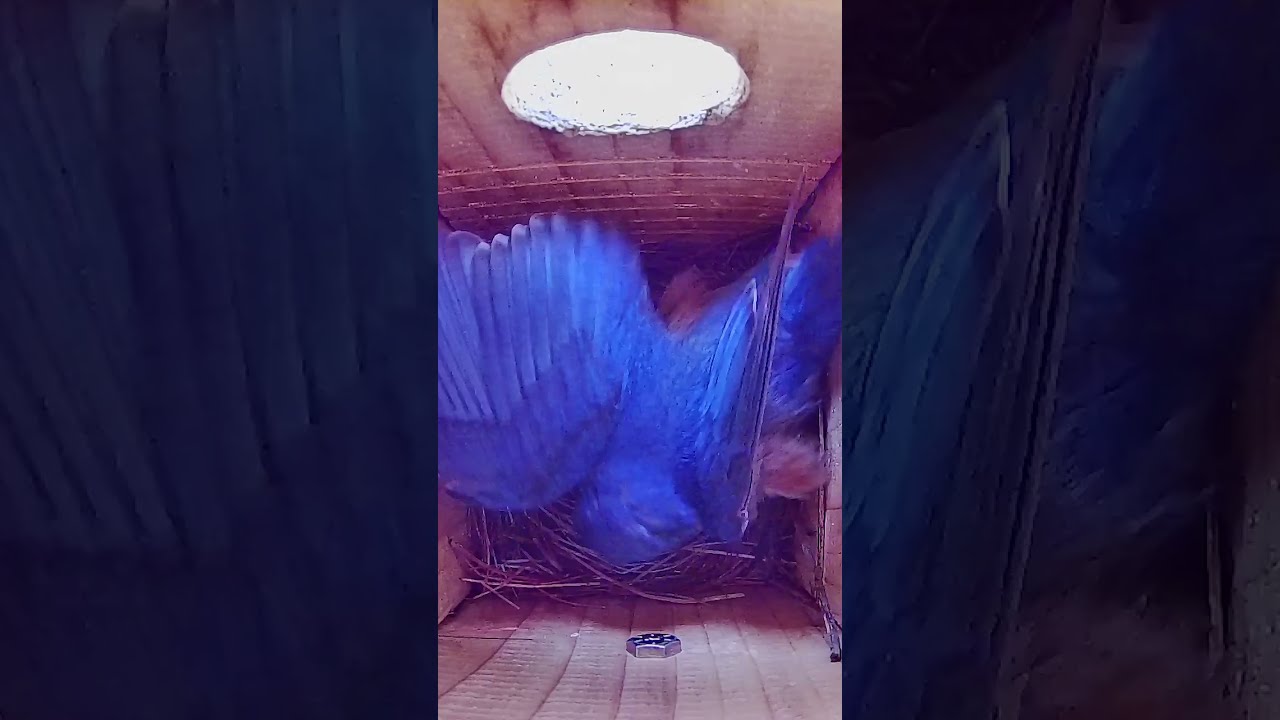 Battery Powered Bird Box Camera