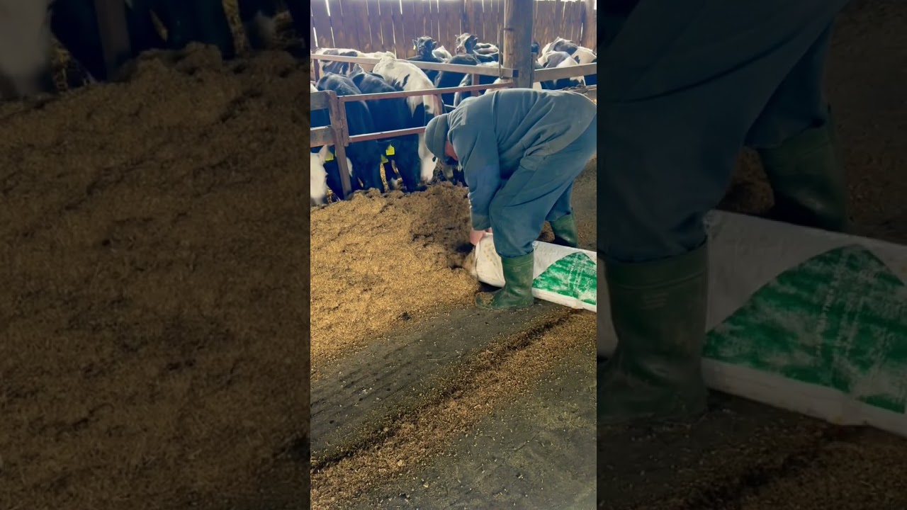 Caught a thief stealing feed #thief #feed #farm #cows