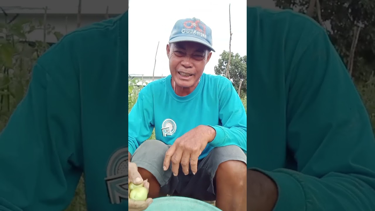 Panglimang harvest na km ng kamatis  guys blessing naman ito
