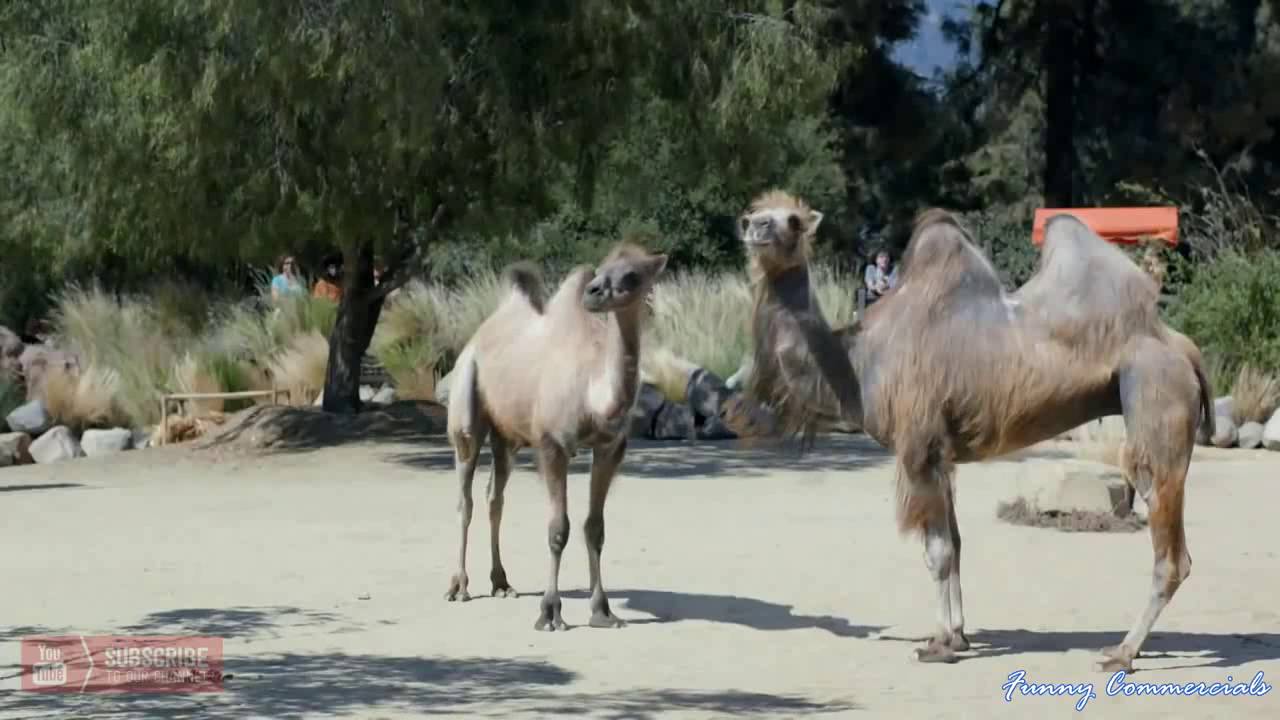 Top 10 Hilarious GEICO 