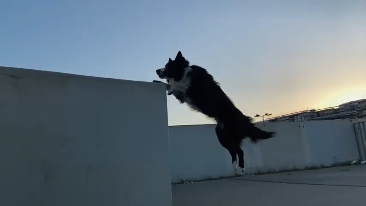 A Day With Parkour Dog Ninja!