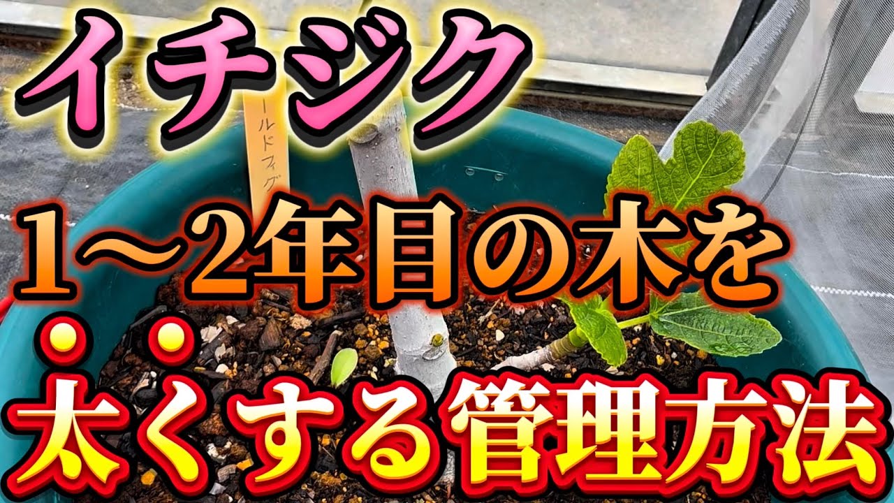 【いちじく】1〜2年目の木はまず太くする！その為の管理方法について解説します。