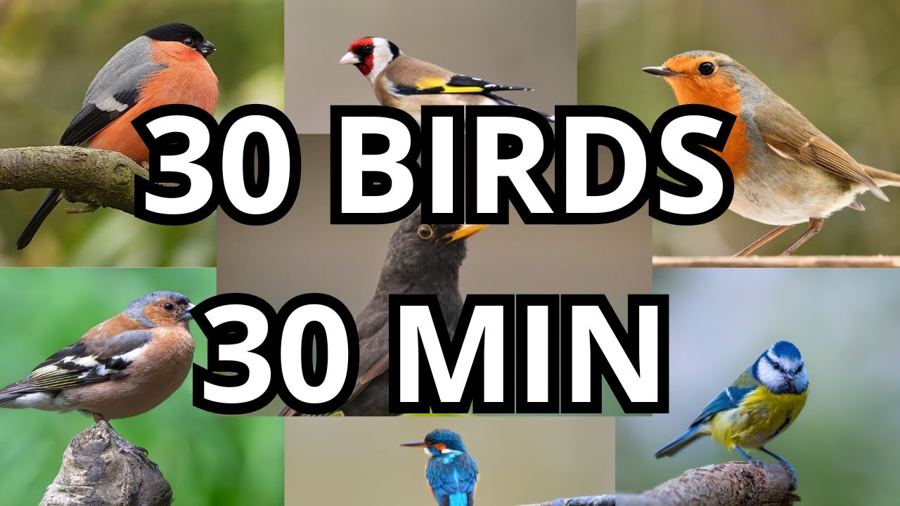 30 Birds in 30 Minutes | Nature Sounds & Real Bird Calls