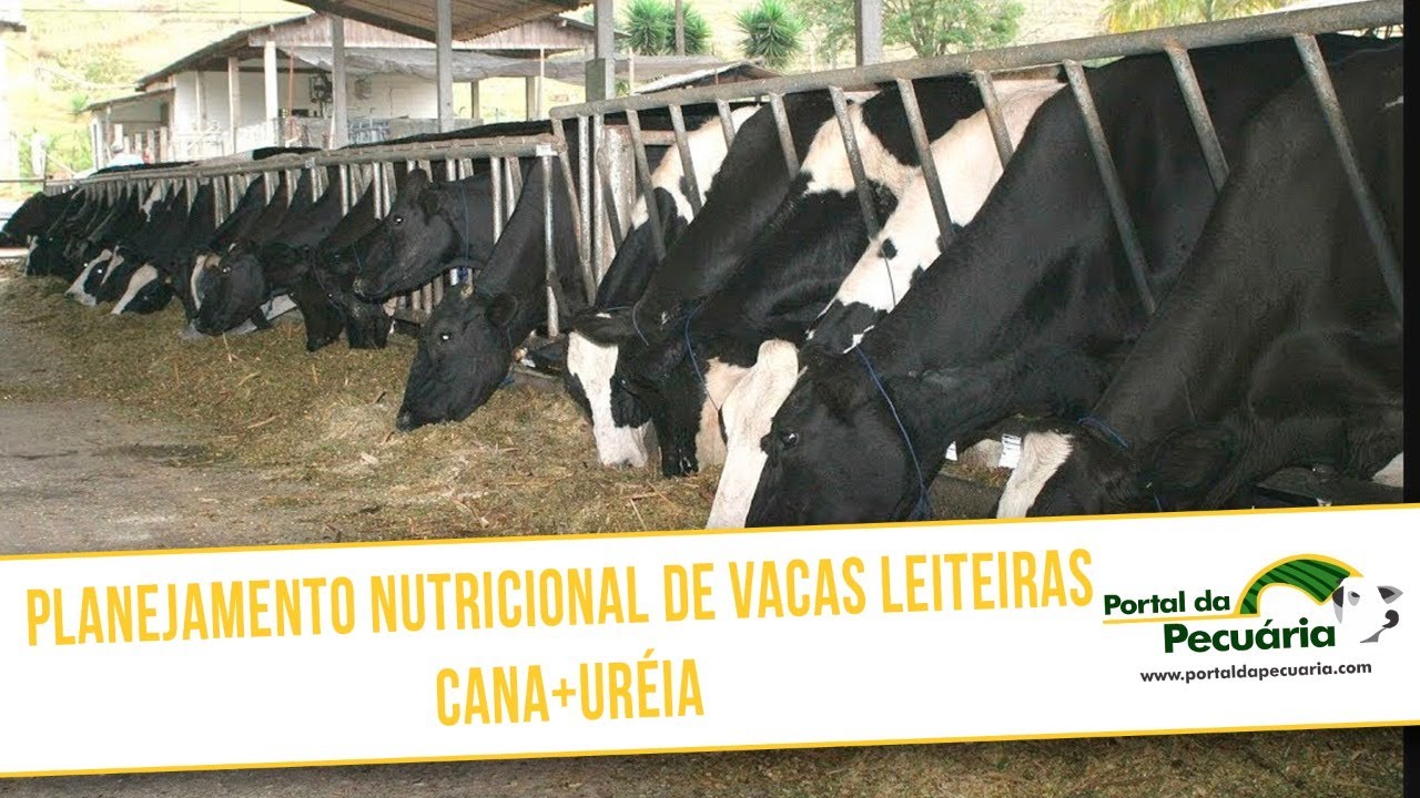 Planejamento nutricional de vacas leiteiras - Cana + ureia