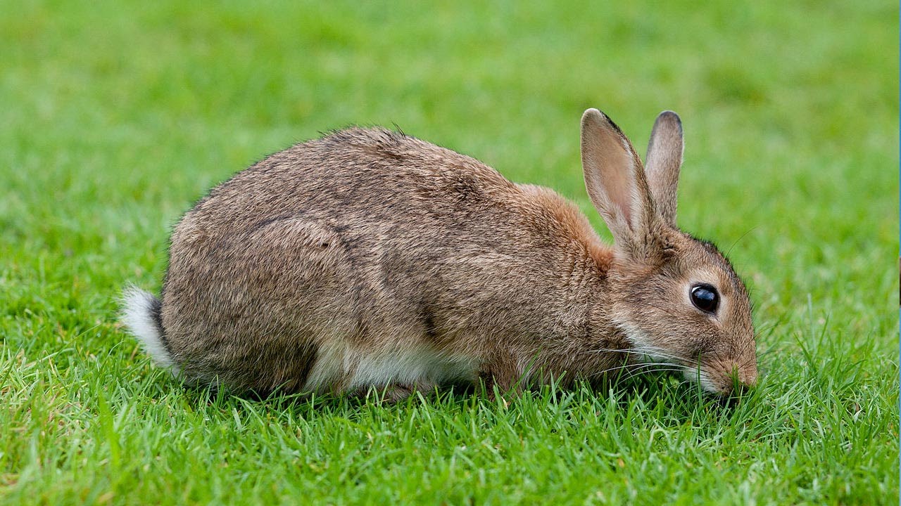 Native Peoples of Oklahoma - Oral Traditions - 1.1.3 Sequoyah Guess: Rabbit Story