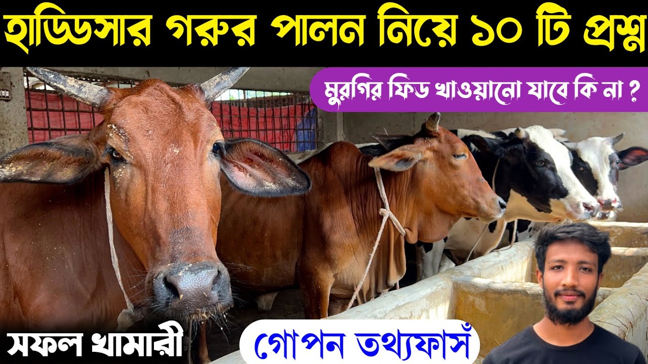 শুকনো হাড্ডিসার গরু পালন নিয়ে ১০ টি প্রশ্ন| ব্রয়লার ফিড খাওয়ানো যাবে কি না ?গরু পালন নিয়ে গোপন তথ্য|