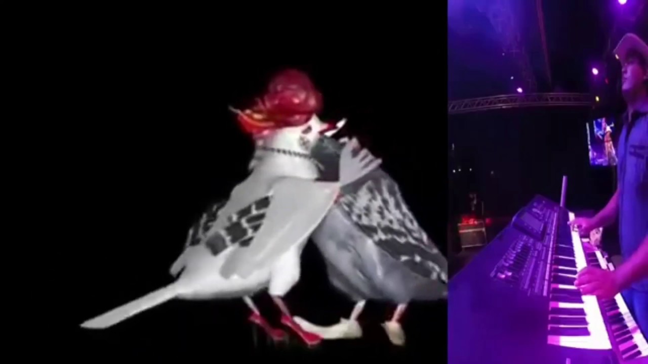 🔥Alemão do Forró 🔥 Fica Amor🔥e as pomba dançante é SHOW🔥