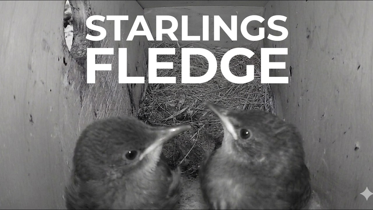 Starling Fledge [ 2026 ]