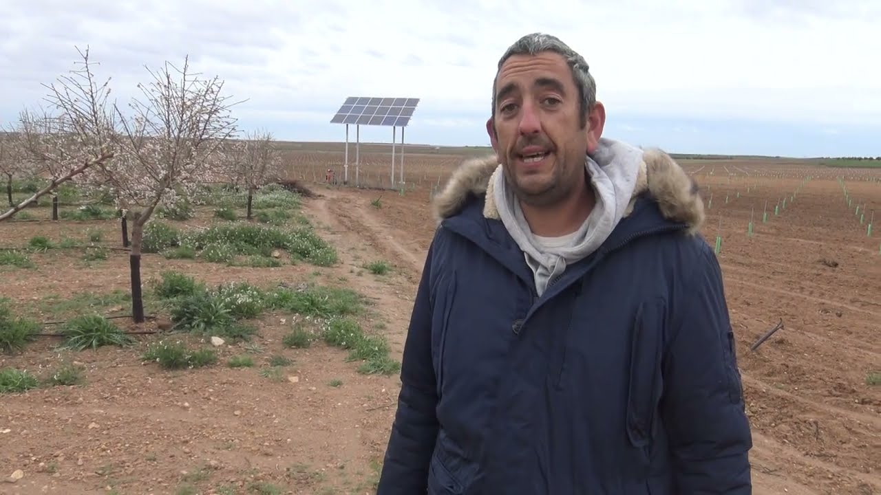 Nueva Plantación Almendro Makako en Lillo