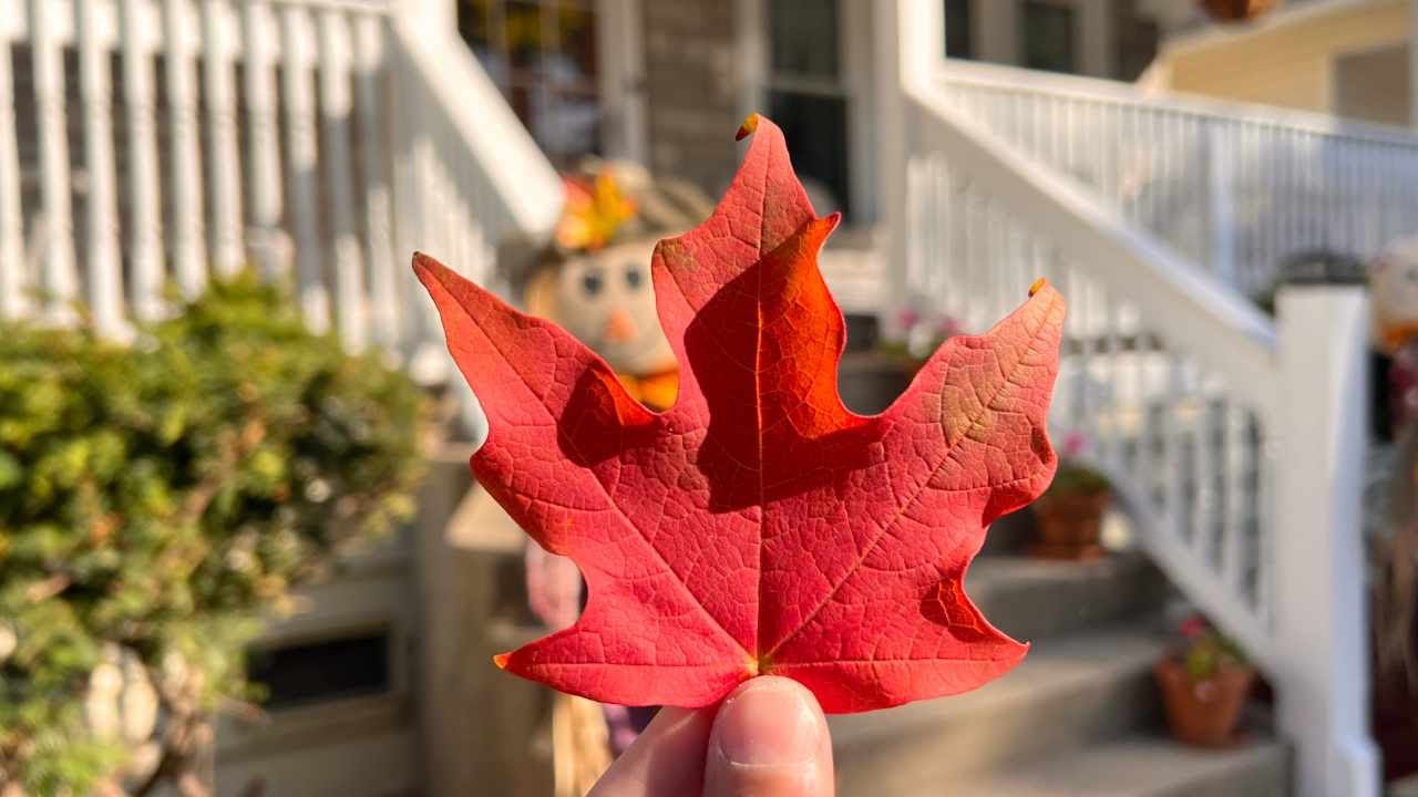 🎃 ¡HALLOWEEN! CHICAGO Asi es el otoño.