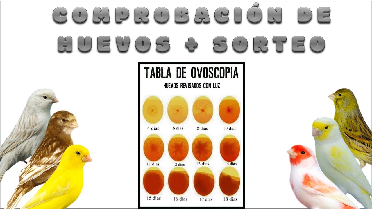 CÓMO COMPROBAR SI LOS HUEVOS🥚 ESTÁN FECUNDADOS🐣 + INFORMACIÓN DEL SORTEO💰💸