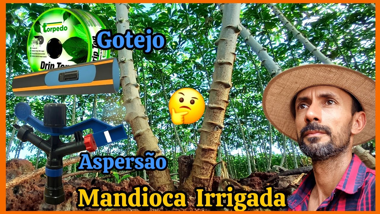 Qual a melhor irrigação para cultura da mandioca, aspersão ou gotejamento?