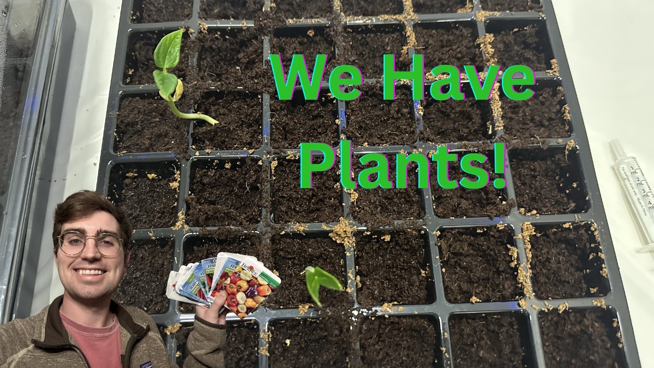 Checking On Our Micro Greenhouse and Planting Oak and Hickory Trees 