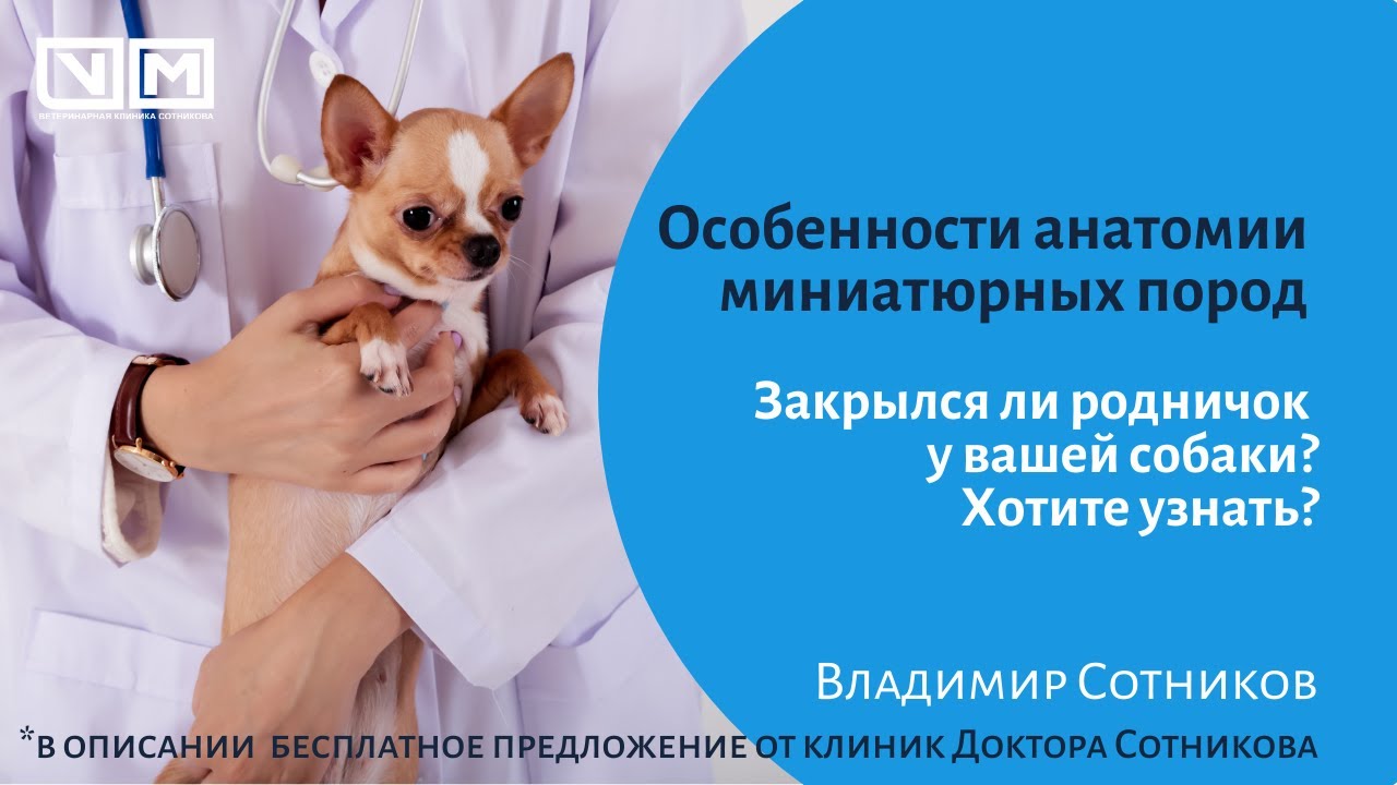 Особенности анатомии миниатюрных пород